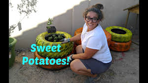 In beds using intensive planting methods, sow potatoes 12 inches apart in staggered rows. How To Plant Sweet Potatoes In Tires Az Urban Gardening Youtube