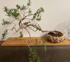 Image result for rosemary bonsai