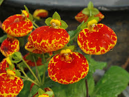 Image result for Calceolariaceae