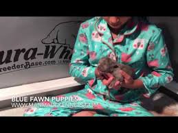 If you are looking for pit bull puppies for sale, we have the highest quality bully dogs with size, mass, head, and the temperament to fit into any home and lifestyle. Xl Pitbull Puppies For Sale Az 07 2021