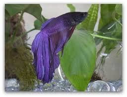 If you have the abundant time, resources, knowledge, and commitment that breeding bettas demands, it can also be a rewarding experience. How To Optimize Betta Fish Life Expectancy The Pet Blog Lady Celebrating Our Pets