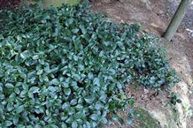 Image result for Malouetia mildbraedii