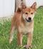 Shiba Inu (Shiba) Puppies For Sale - AKC PuppyFinder