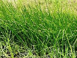 Image result for Schoenoplectiella juncea