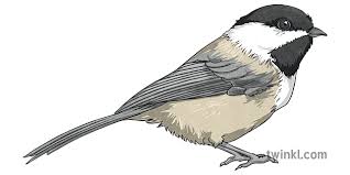 Drops in the harpy's roost venue from snow streaks. Black Capped Chickadee Bird Animal Ks2 Illustration Twinkl
