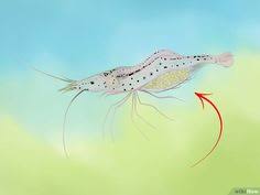 This article received 32 testimonials and 82% of readers who. 58 Shrimp Ideas Shrimp Cherry Shrimp Shrimp Tank