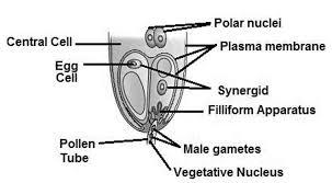 Online shop is open 24/7, 7 days a week always contactable on instant chat. In The Figure Given Below Label The Following Parts Male Gametes Egg Cell Polar Nuclei Synergid And Pollen Tube