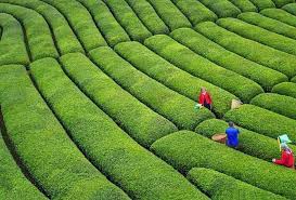 We did not find results for: Sahabat Erdogan Kebun Teh Di Rize Turki Facebook