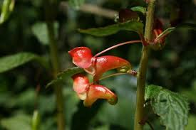 Image result for Impatiens zombensis
