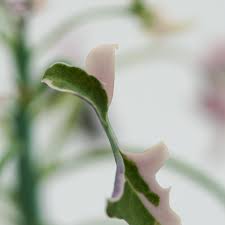 Image result for Senecio mariettae