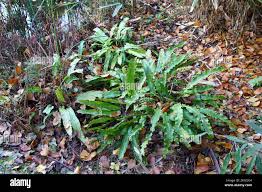 Image result for Asplenium dregeanum