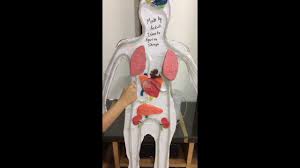 Working Model Of Circulatory System Youtube Circulatory System Science Projects Science Fair