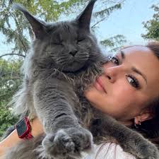 Where to find a Mainecoon kitten breeder in Connecticut?