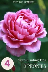 Peonies are very beautiful and pleasantly smelling flowers from the genus of herbaceous perennials. When To Transplant Peonies Kellogg Garden Organics