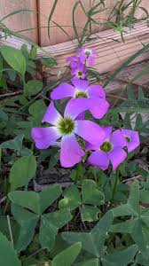 Image result for Oxalis latifolia