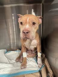 Help a Dog Ravaged by Ticks Survive