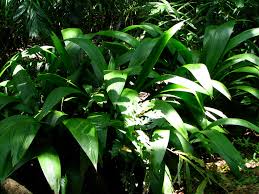 Image result for Curculigo