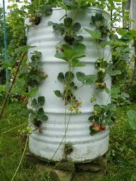 Capsunile sunt de doua feluri: Cultivarea Capsunilor Pe Verticala