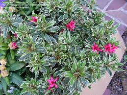 Azalea Girard Variegated Gem Azaleas Westbury Gardens Deck Landscaping