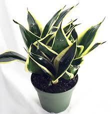 Amazon Com Black Star Birdsnest Snake Plant Sanseveria Impossible To Kill 3 5 Pot Patio Lawn Garden Snake Plant Plants Low Light Plants