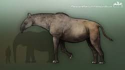 Image result for Paratheria