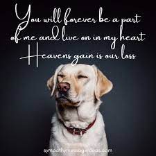 Losing a dog is a heart breaking experience, but we hope that these dog loss quotes can provide some comfort as you mourn the loss of your friend. 57 Heartbreaking Loss Of Dog Quotes Images Comforting Ways To Remember Your Pal Sympathy Card Messages