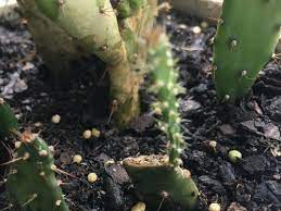 What does prickly pear cactus fruit taste like? Help My Cactus Is Droopy And Unhappy