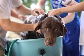 Puppies have very sensitive skin so you should only use in many cases, your standard baby shampoo or nontoxic dish soap is often incorporated into a homemade dog shampoo recipe to bind ingredients together. My Dog Hates The Bath 8 Steps To Soothing Your Dog S Bathtime Anxiety