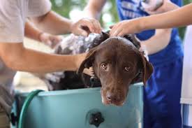Maybe you would like to learn more about one of these? My Dog Hates The Bath 8 Steps To Soothing Your Dog S Bathtime Anxiety