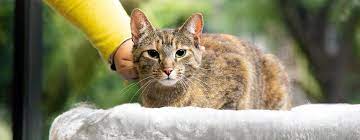 Recognising Old Cat Behaviour & Changes in Senior Cats | Purina