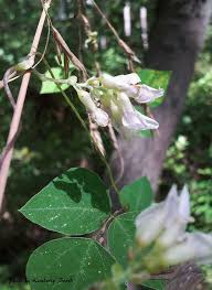 Image result for Amphicarpaea africana