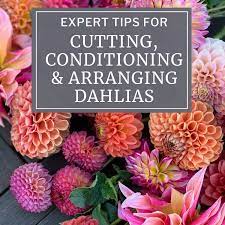 Save on ftd® same day delivery available. Expert Tips For Cutting Conditioning And Arranging Dahlias Longfield Gardens