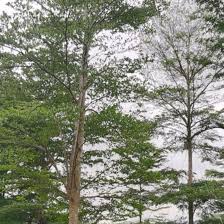 Image result for Terminalia neotaliala