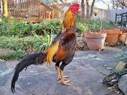 Brazilian Asil Beautiful Chickens Chicken Breeds Chicken Roost
