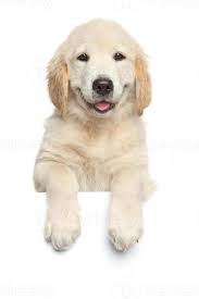 „ ein golden retriever bleibt selten alleine . Golden Retriever Welpe Uber Weissem Banner 715933 Stock Photo Bei Vecteezy