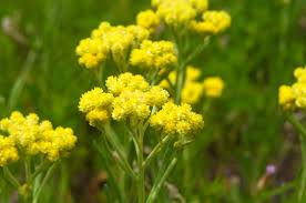 Image result for Helichrysum globosum
