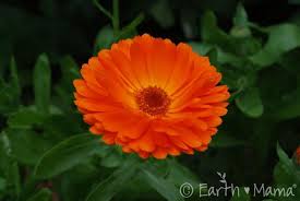 Calendula Calendula Officinalis Mama S Herb Gallery Flower Essences Calendula Healing Herbs