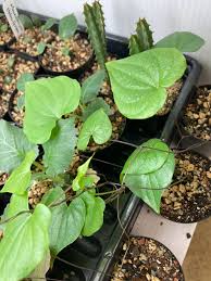 Image result for Dioscorea sylvatica