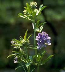 Image result for Medicago sativa