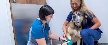 Find 1 listings related to all pets vet clinic in state college on yp.com. Hershey Veterinary Hospital Because Pets Are Family