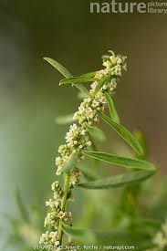 Image result for Polystachya virginea