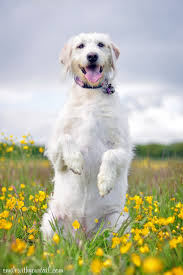 Maybe you would like to learn more about one of these? Happy Birthday Daisy Boo Smile With Your Tail