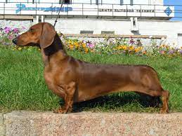 Originally raised in germany to help with hunting, the iconic dachshund has short little legs and a long body, along with a strong personality. Dachshund Wikipedia