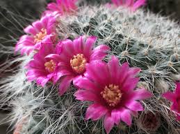 There´s not butter in the fridge. Visiting Sheng Yuan Cactus Garden In Tianwei Everlasting Journey