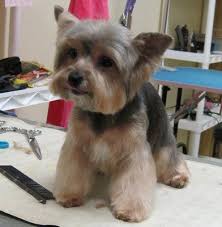 Owners Request Make My Yorkie Boy Cute Yelp Yorkie Dogs Yorkie Puppy Yorkie Haircuts