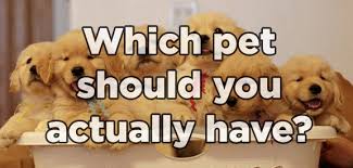 Which Pet Should You Actually Have Fun Quizzes To Take Fun Quiz Personality Quizzes