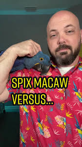 Blue Macaw Species: Varieties, Habits, and Facts