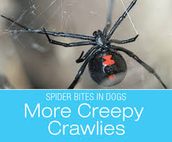 Facts on venom, toxicity, identification, symptoms, and more. Spider Bites In Dogs More Creepy Crawlies Black Widow Brown Recluse
