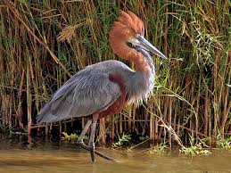 Birds Of Prey Tv Series Maggie Baird Pin On Beatiful Nature