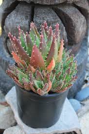 Image result for Aloe nuttii